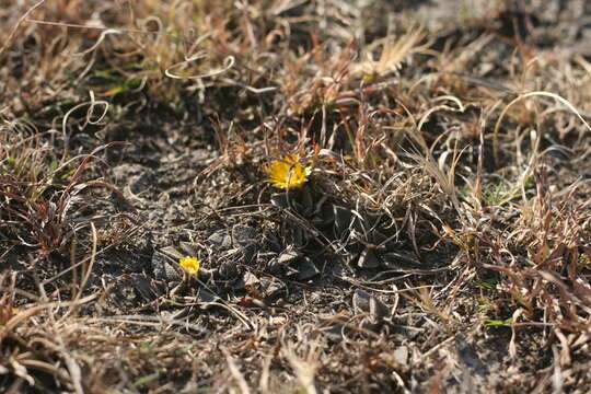 صورة Nananthus vittatus (N. E. Br.) Schwant.