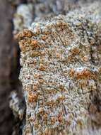 Image of topelia lichen