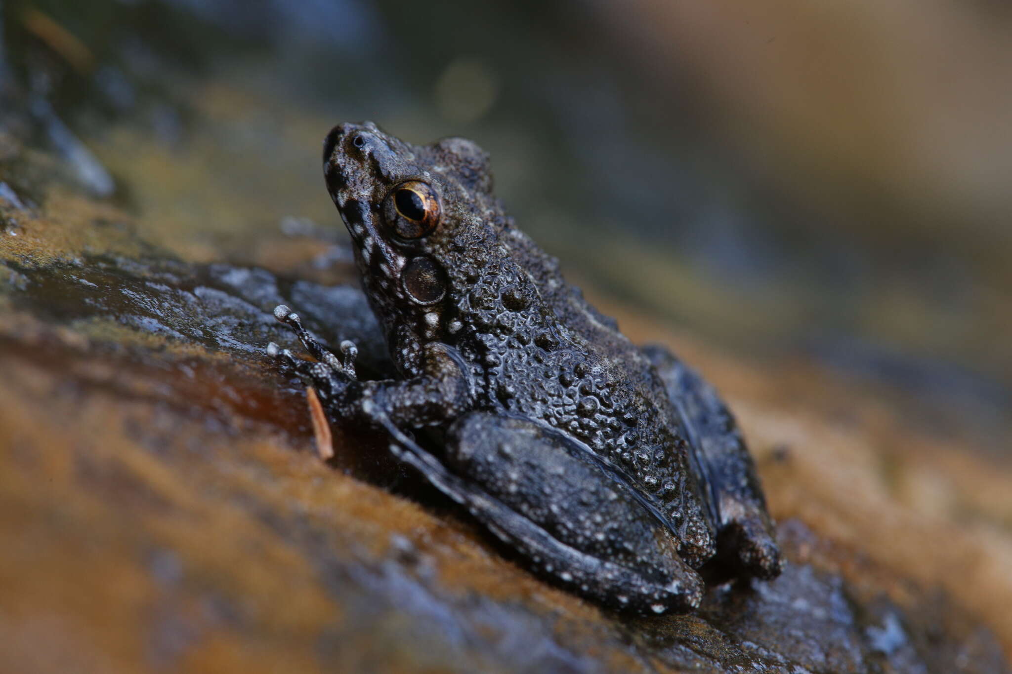 Litoria meiriana (Tyler 1969)的圖片