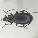 Imagem de Agonum (Agonum) placidum (Say 1823)