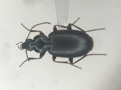 Image of Agonum (Agonum) placidum (Say 1823)