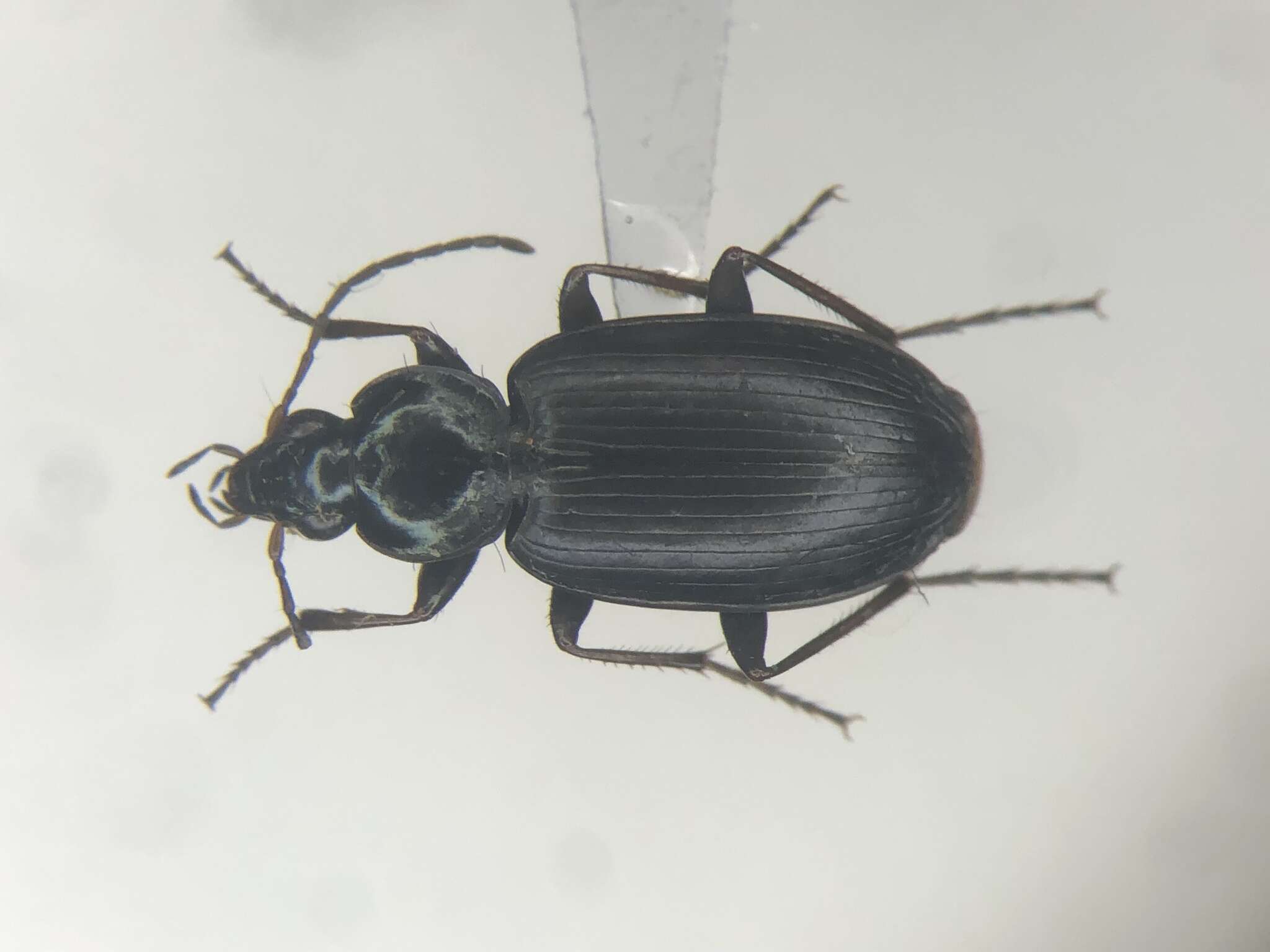 Imagem de Agonum (Agonum) placidum (Say 1823)