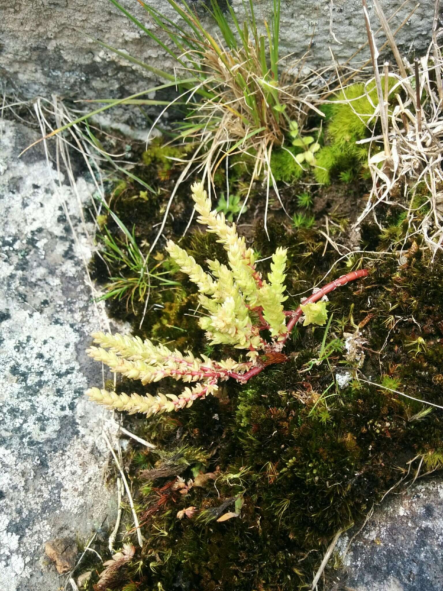 Crassula sieberiana (Schultes & J. H. Schultes) Druce resmi