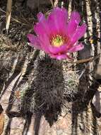 Image de Echinocereus fendleri subsp. fendleri