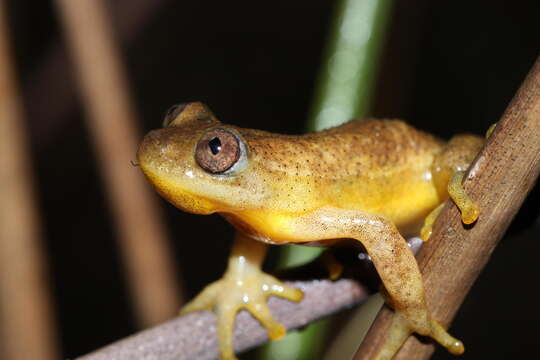 Image of Knysna Banana Frog