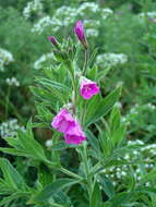 Image of Great Willowherb