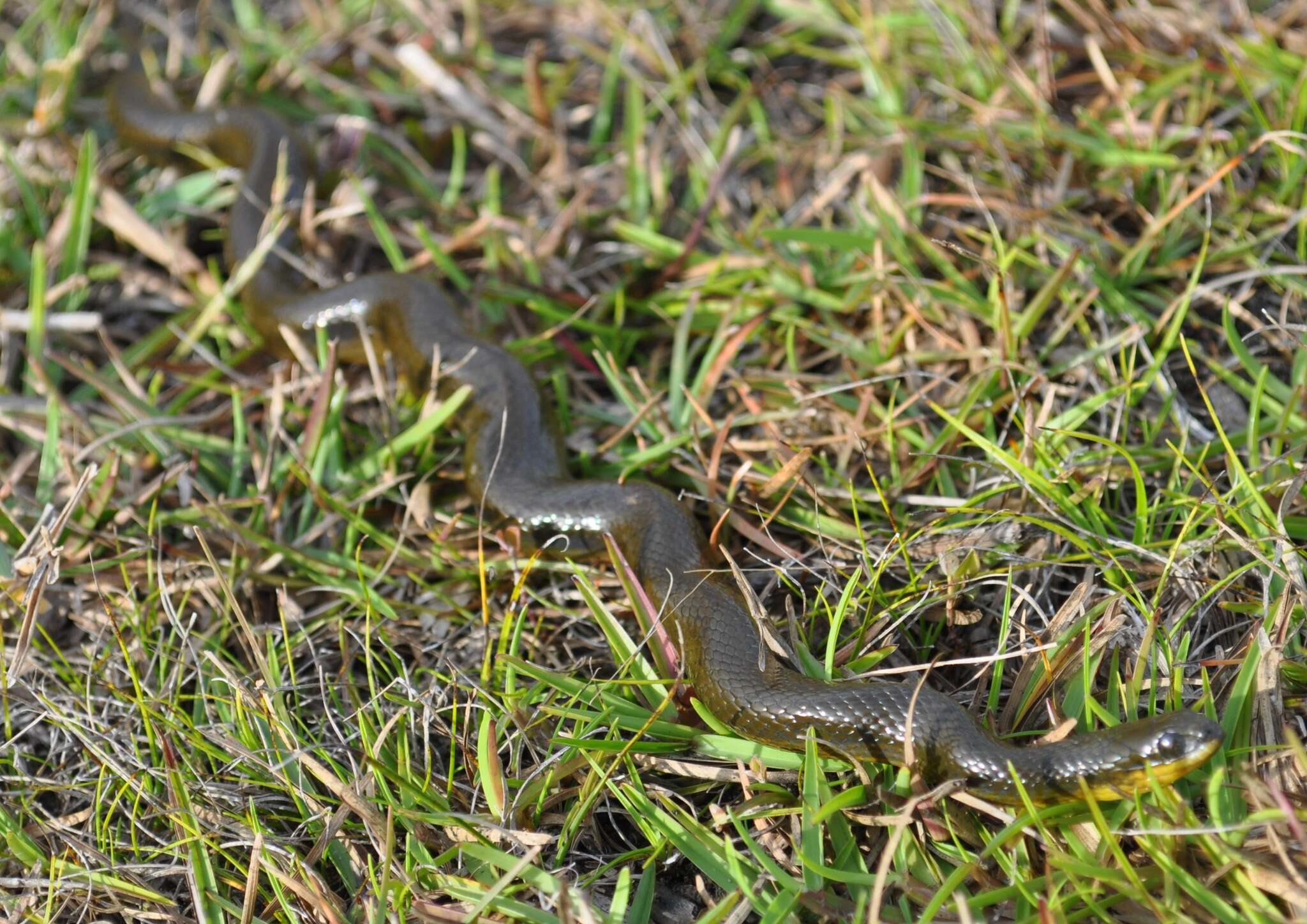 Image of Striped Crayfish Snake