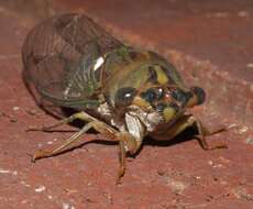 Image of Neotibicen pruinosus fulvus (Beamer 1924)