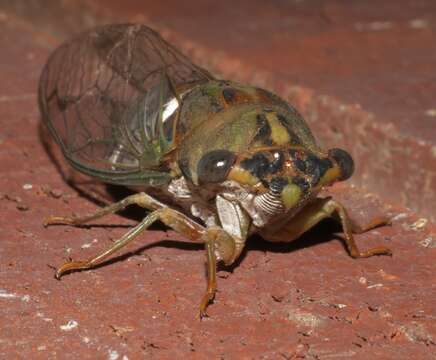 Image of Neotibicen pruinosus fulvus (Beamer 1924)