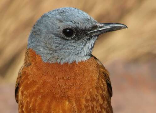 Image of Rock thrush