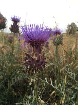 Image of Cynara humilis L.