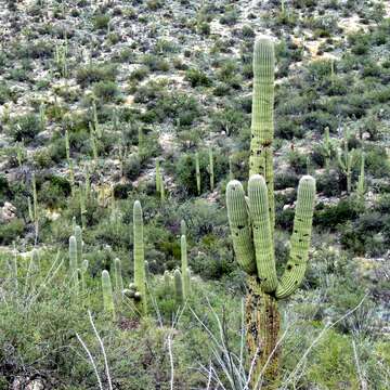 Image of saguaro