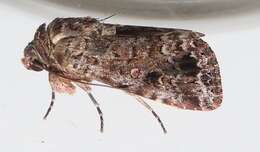 Spodoptera triturata Walker 1856 resmi