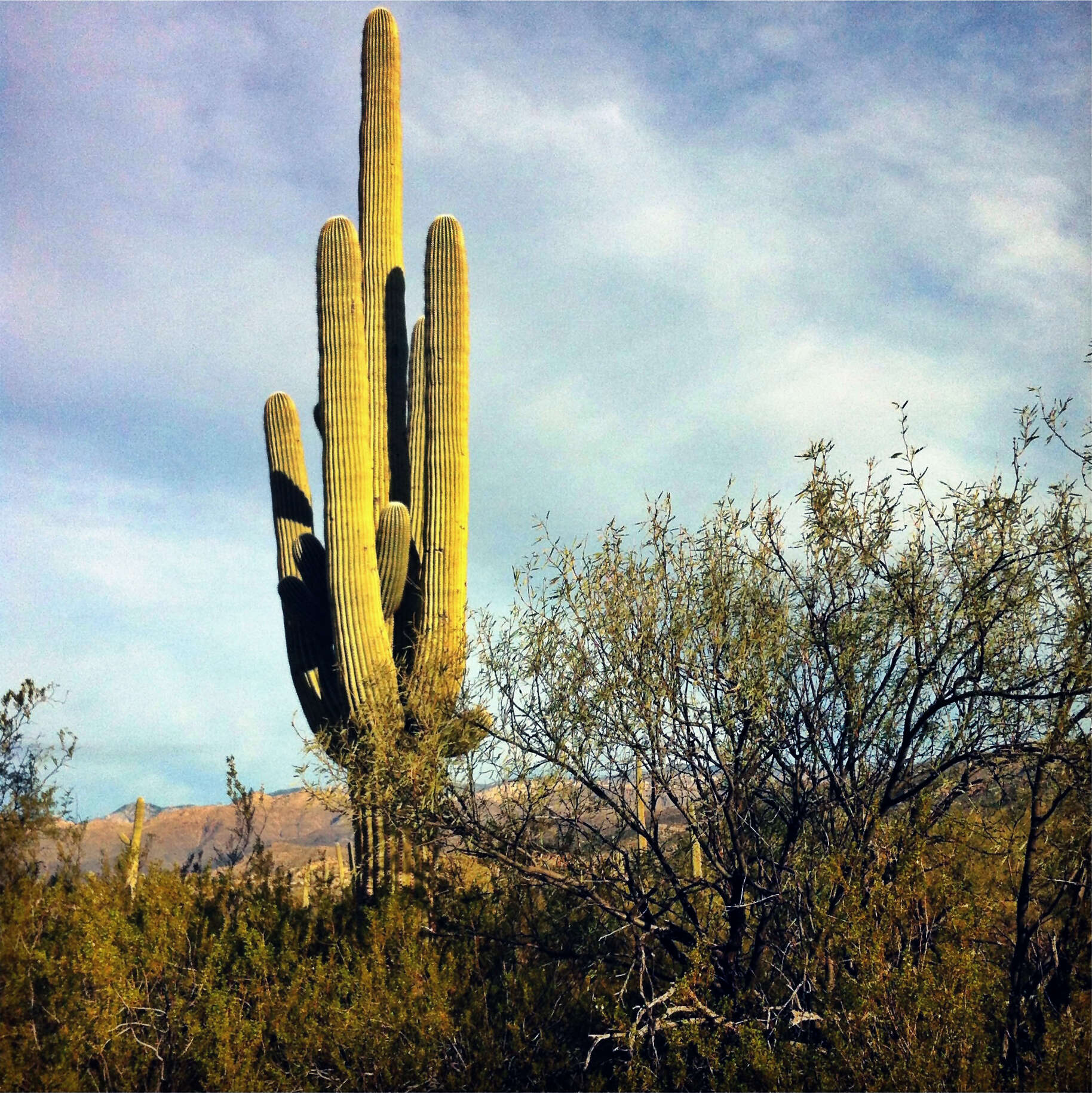 Image of saguaro