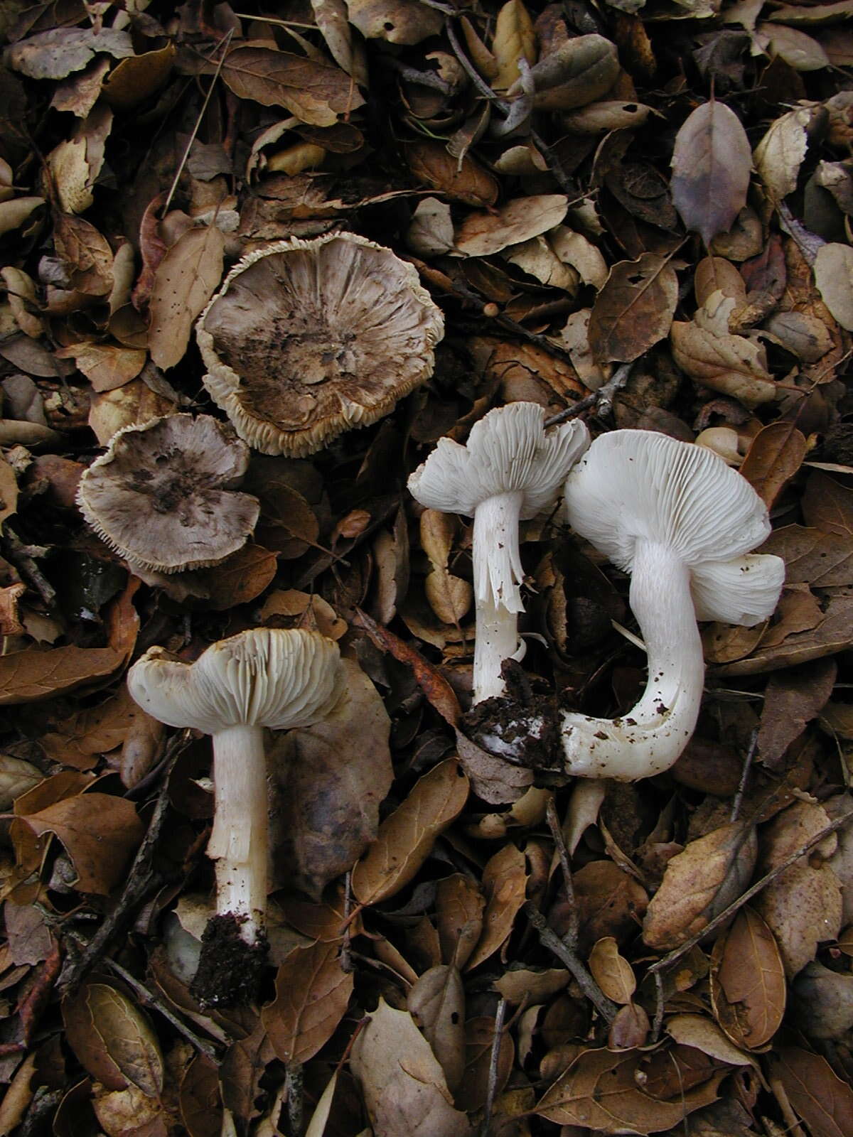 Image of Tricholoma argyraceum (Bull.) Gillet 1874