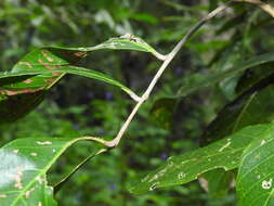 Image of Arytera divaricata F. Müll.