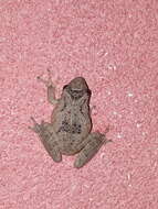 Image of Mato Grosso Snouted Treefrog