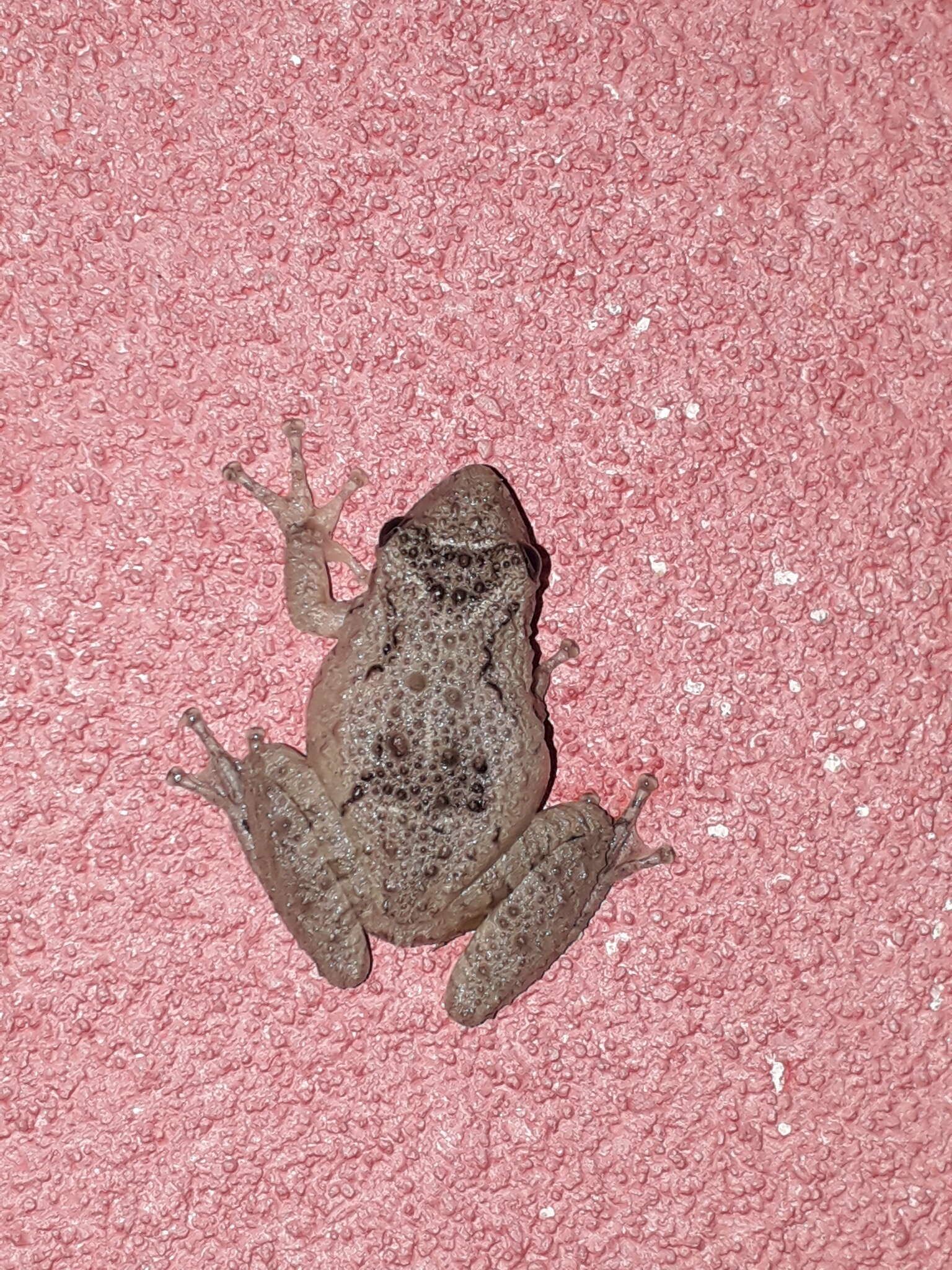 Image of Mato Grosso Snouted Treefrog