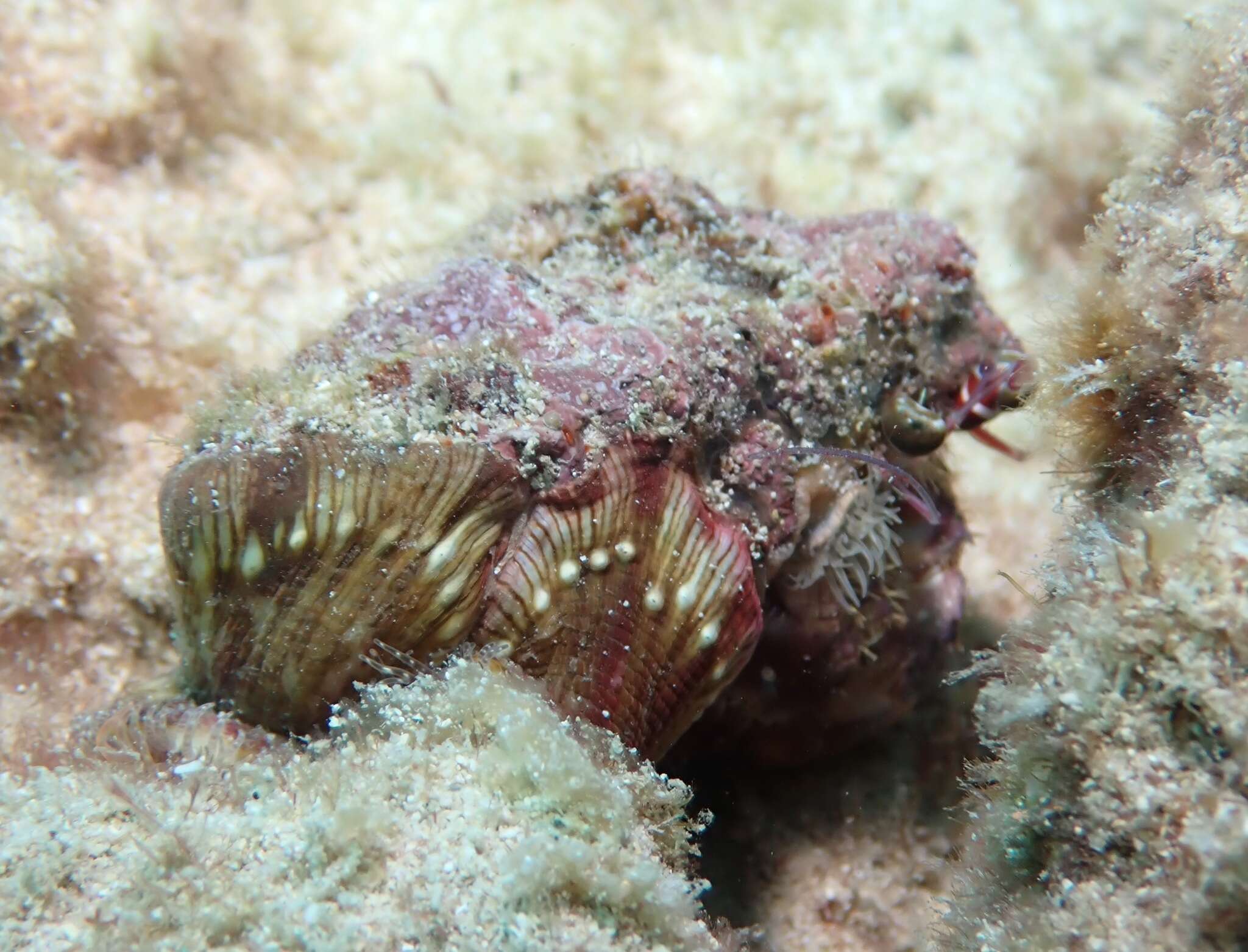 Image of jeweled anemone hermit