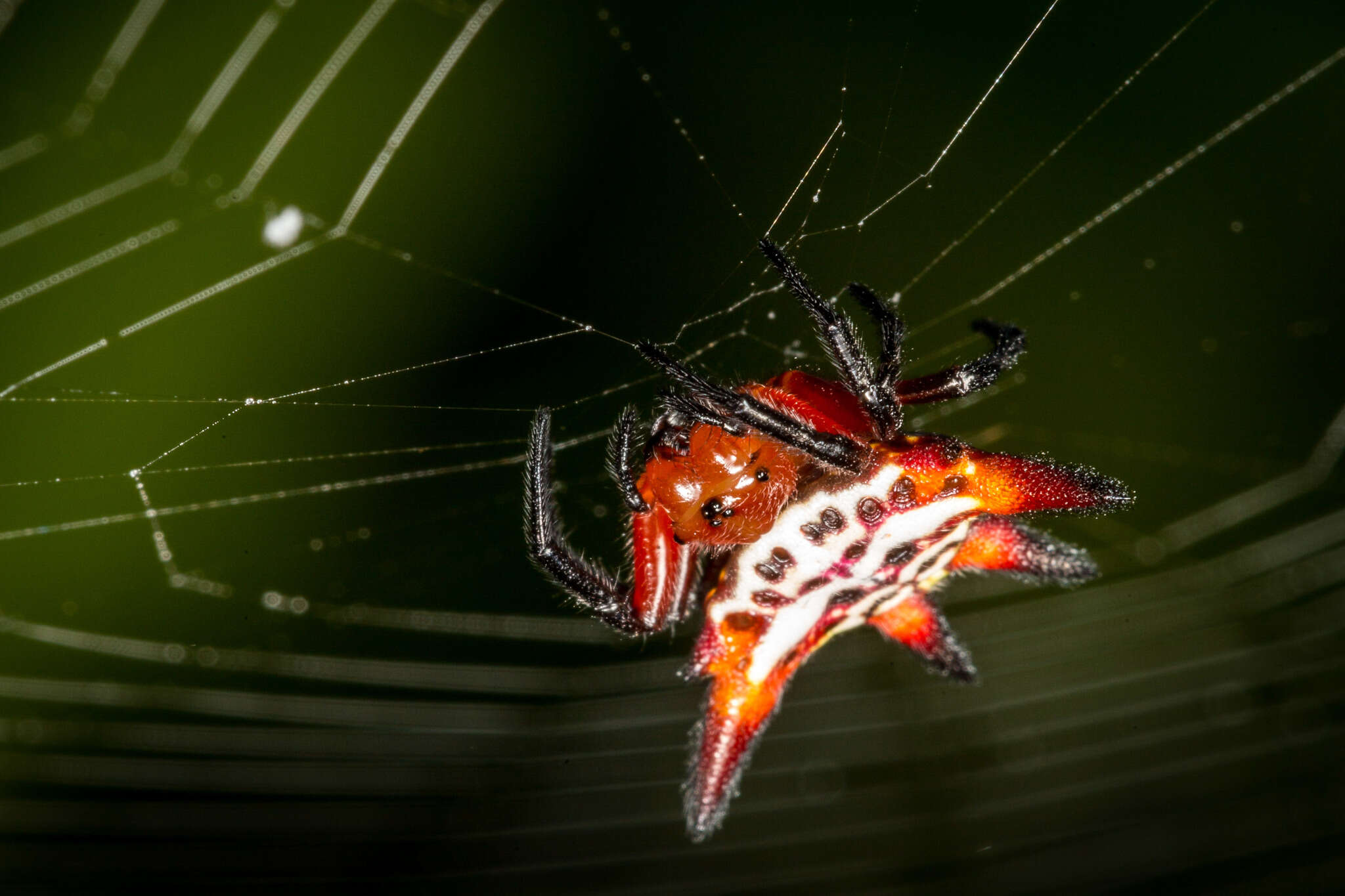 Image of Gasteracantha sanguinolenta C. L. Koch 1844