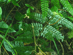 Image de Polystichum biaristatum (Bl.) Moore