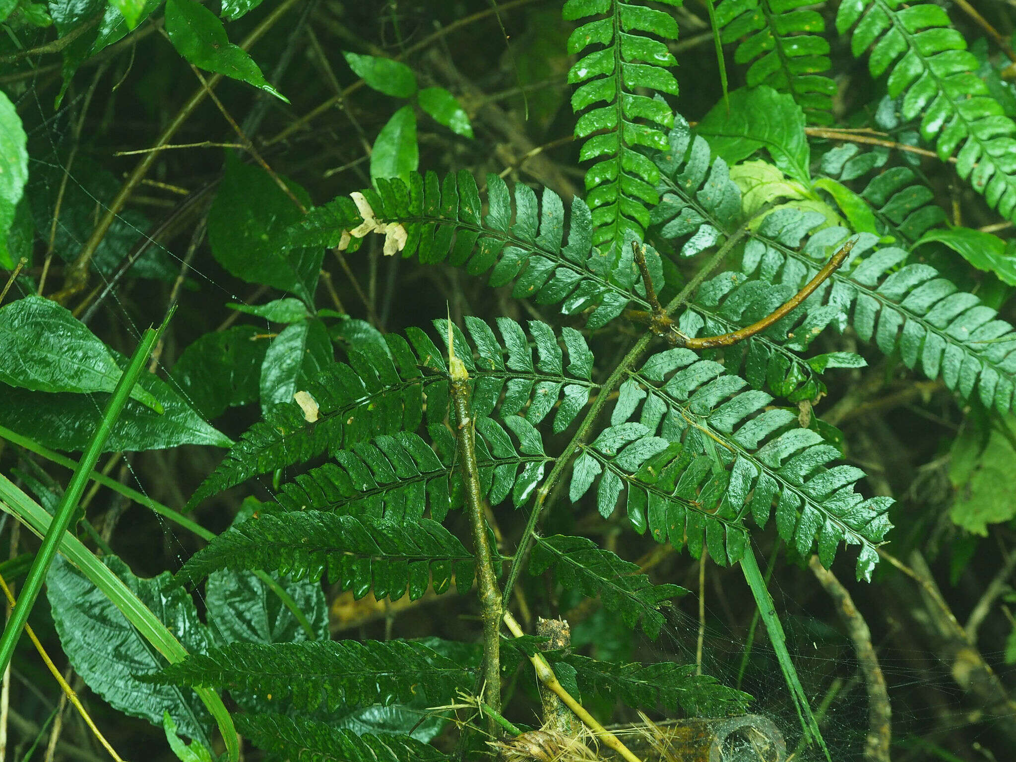 Plancia ëd Polystichum biaristatum (Bl.) Moore