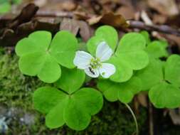 Imagem de Oxalis acetosella L.