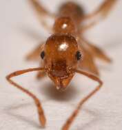 Image of Pheidole porcula Wheeler 1908