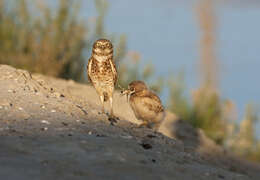 Image of Burrowing Owl