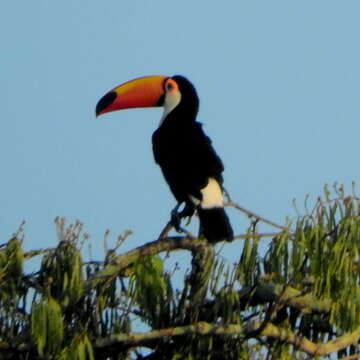 Image de Ramphastos toco toco Müller & Pls 1776