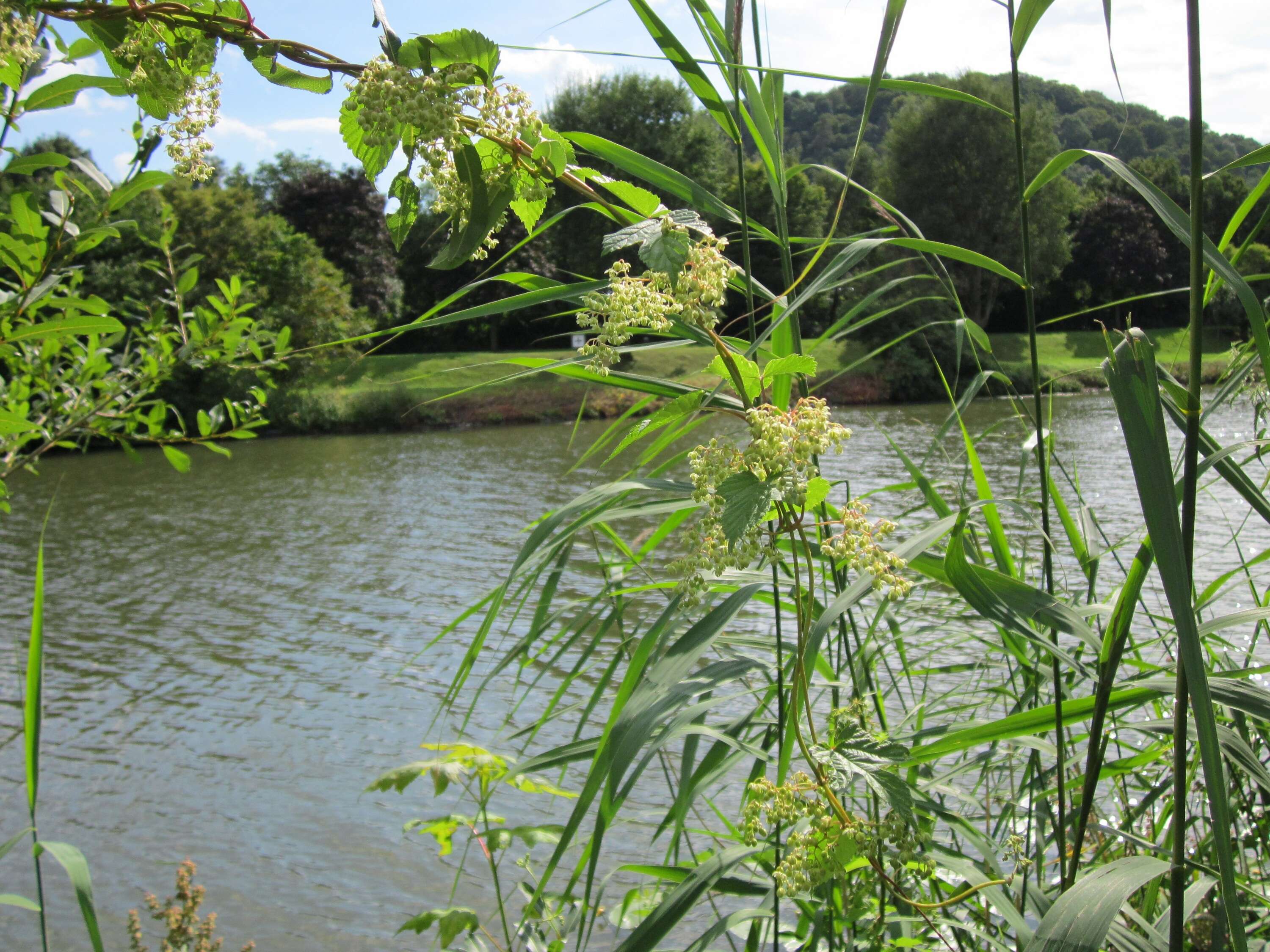 Image of common hop