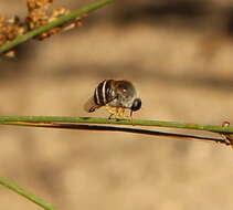 Image of Psilodera fasciata (Wiedemann 1819)