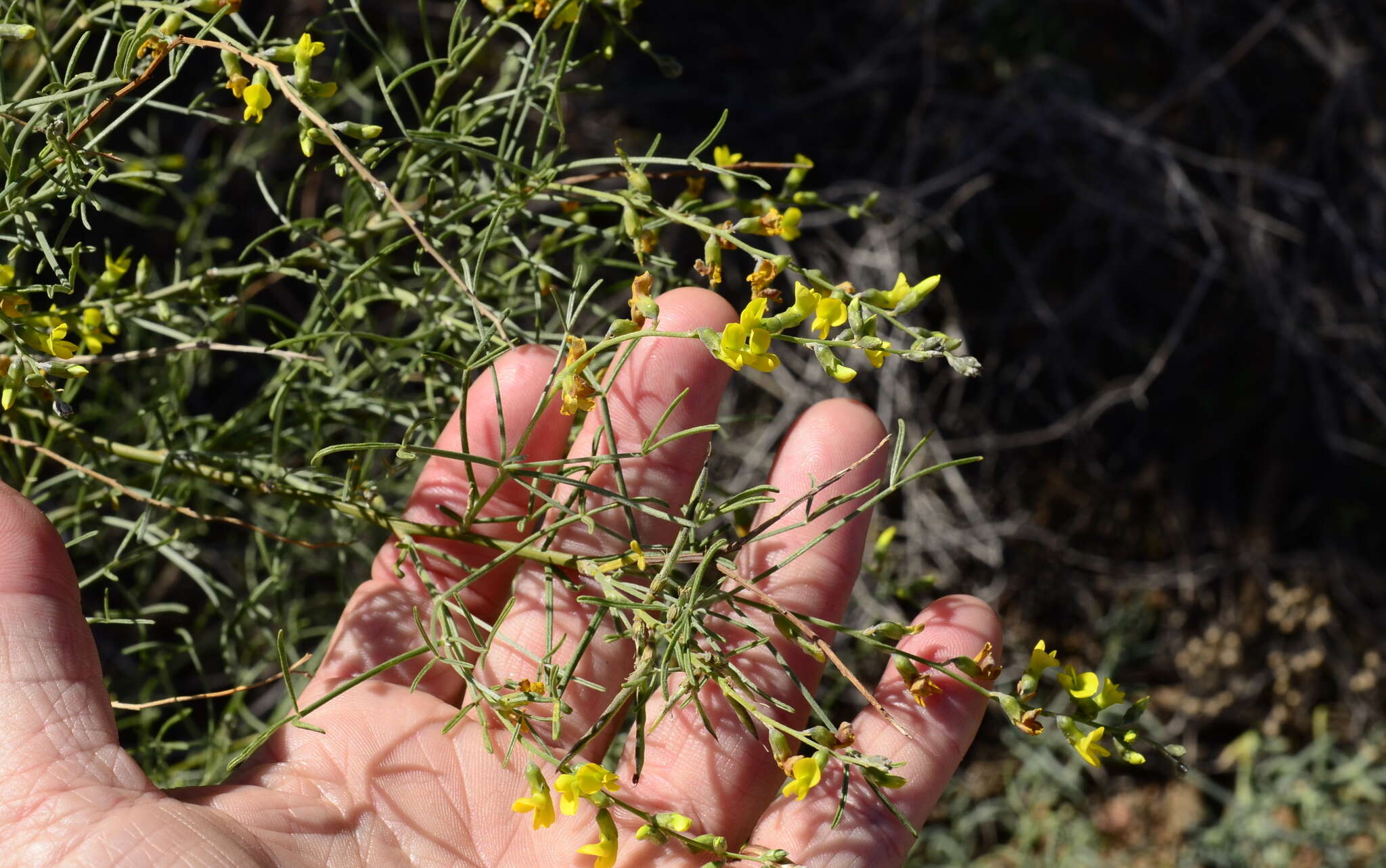 Image of <i>Calobota halenbergensis</i>