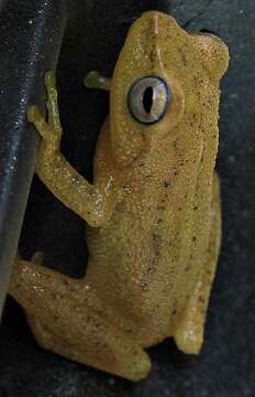 Image of Coorg Yellow Bush Frog