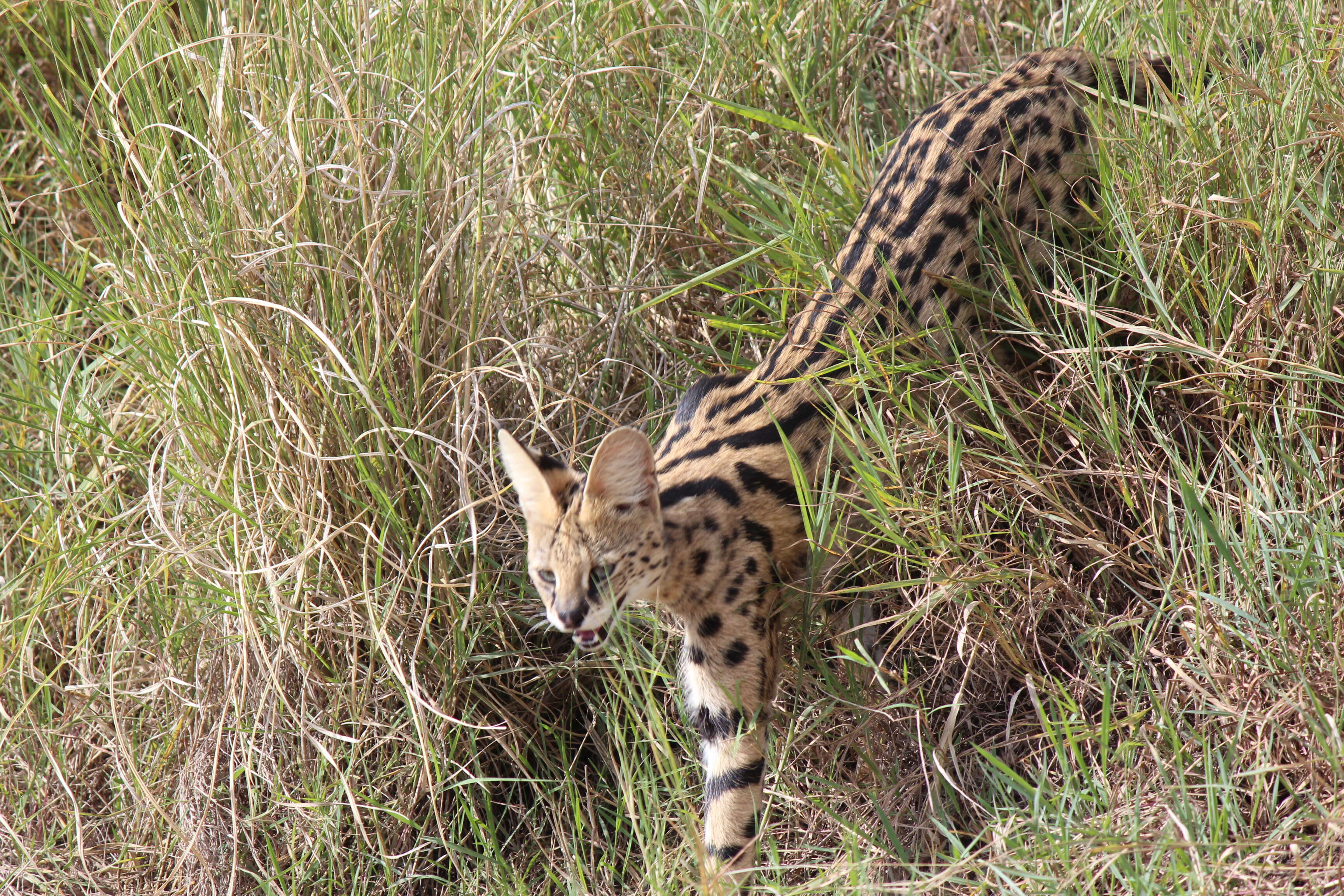 Image of Serval (cat)