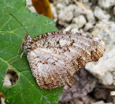 Imagem de Elymnias nesaea Linnaeus 1758