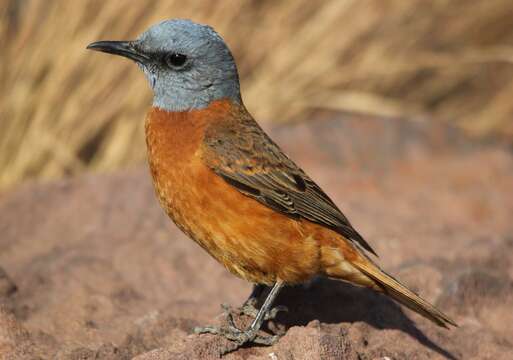 Image of Rock thrush