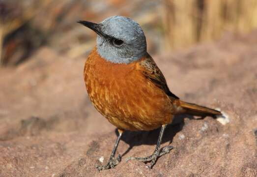 Image of Rock thrush