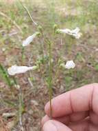 Image of eastern whiteflower beardtongue