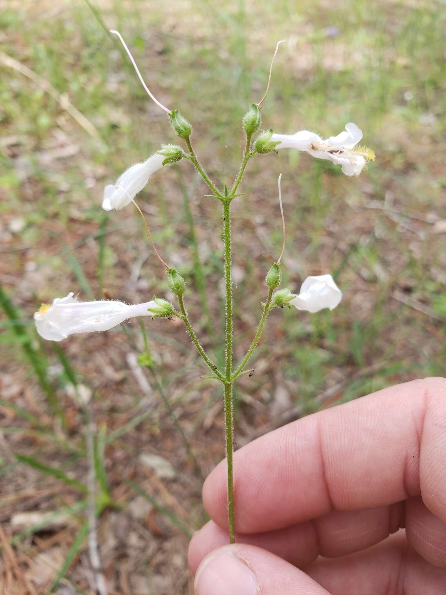 Image of eastern whiteflower beardtongue