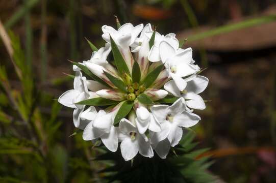 Plancia ëd Epacris paludosa R. Br.