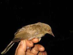 Image of Asian Red-eyed Bulbul