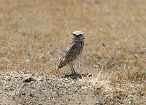 Image of Burrowing Owl