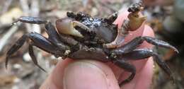 Image of humic marsh crab