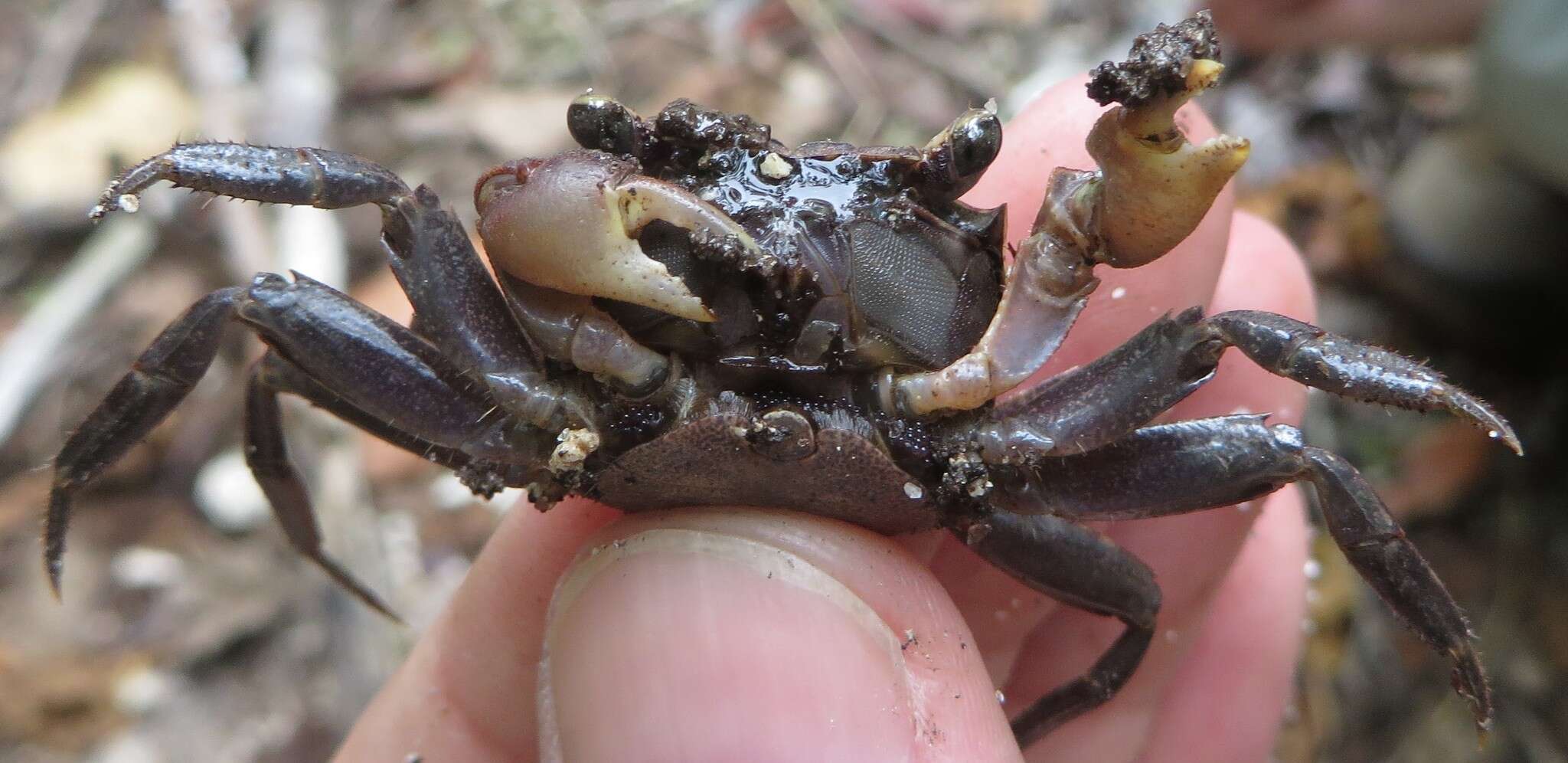 Image of humic marsh crab