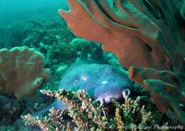 Image of blind sharks