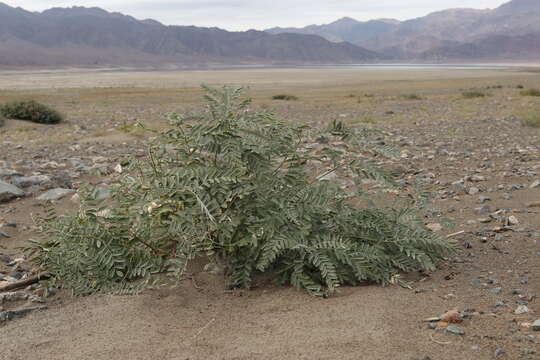 Image of Sophora alopecuroides L.