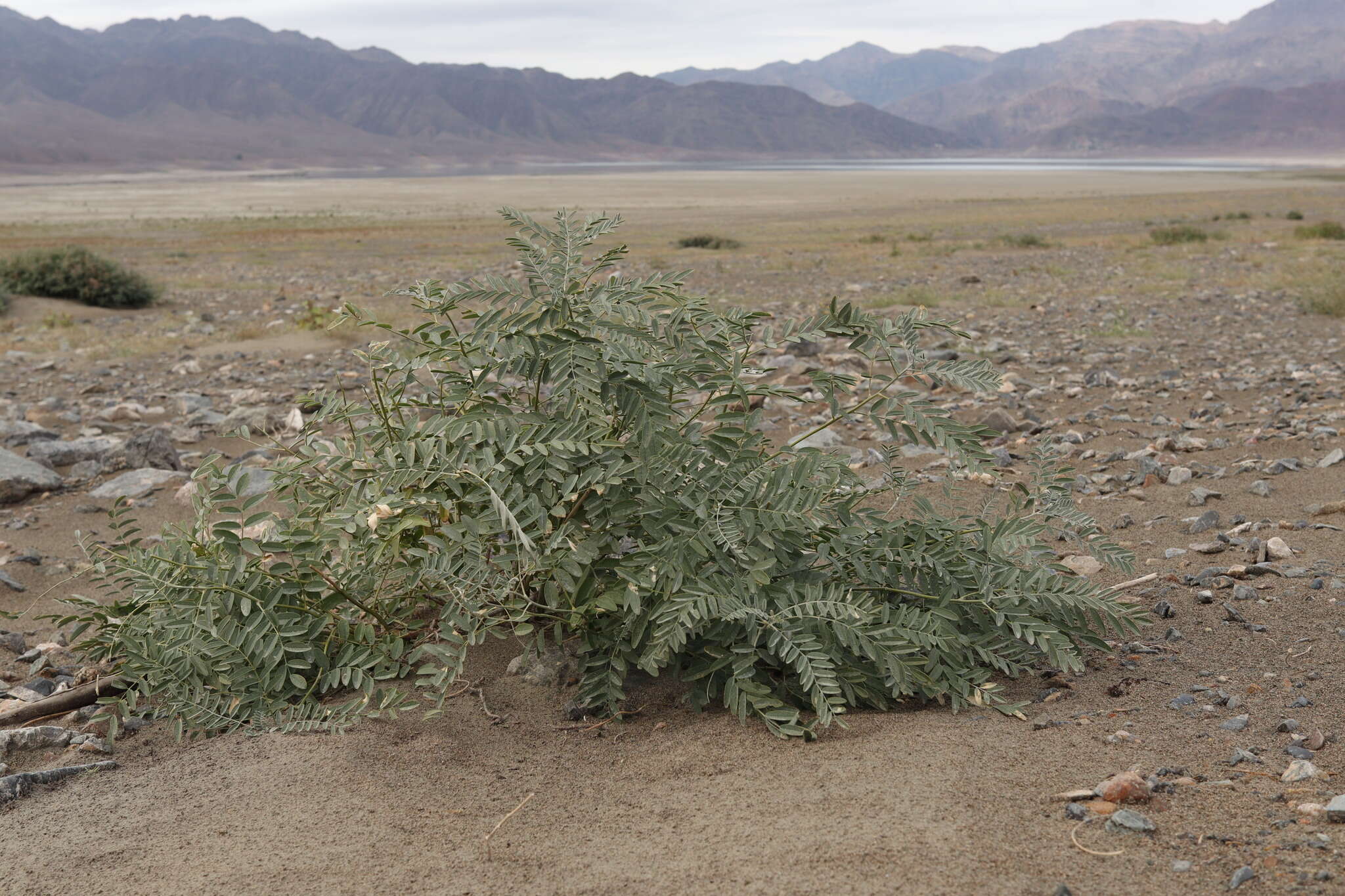 Sophora alopecuroides L. resmi