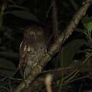Image of Foothill Screech Owl