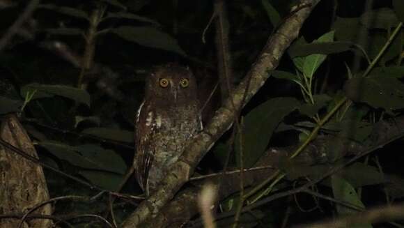 Image of Foothill Screech Owl
